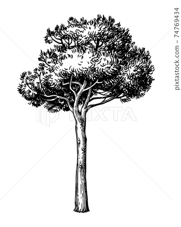Ink sketch of stone pine tree. Ink sketch of stone pine tree. 74769434
