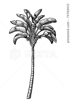 Ink sketch of ravenala palm. Ink sketch of ravenala palm. 74769435
