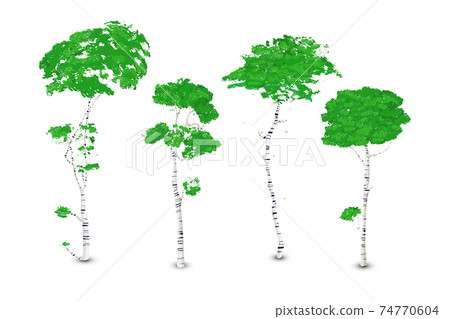 Vector birch trees set 74770604