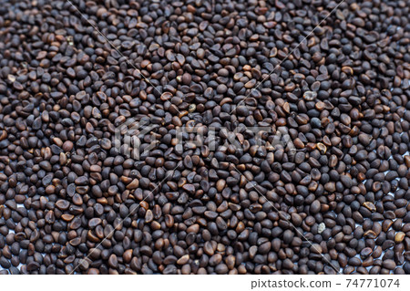 Black seed of morning glory 74771074