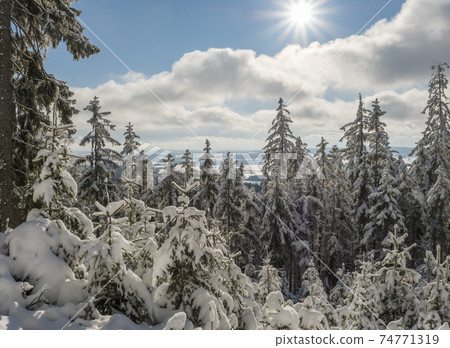 View of winter landscape with fields downhill over snowy spruce tree forest with snow covered conifers. Brdy Mountains, Hills in central Czech Republic, sunny day 74771319