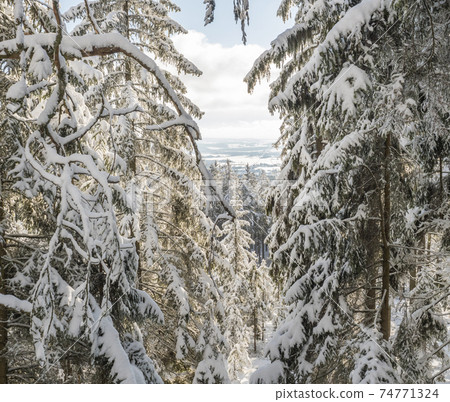 View of winter fields downhill over snowy spruce tree branches, forest with small young snow covered conifers. Brdy Mountains, Hills in central Czech Republic, sunny day 74771324