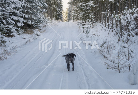 Snowy road in winter forest with snow covered spruce trees Brdy Mountains, Hills in central Czech Republic with black gray hunting dog 74771339