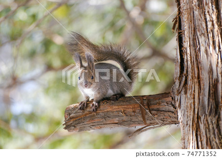 Squirrel on the tree 74771352