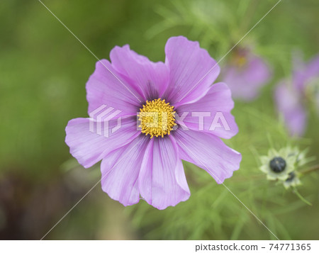 Close up blooming garden cosmos, Cosmos bipinnatus or mexican aster. Single macro perfect pink flower on green bokeh background. Selective focus. 74771365