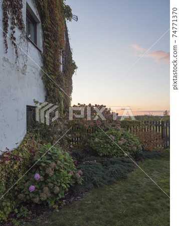 Sunset view of country house garden in autumn with beautiful various Hydrangea flowers and climbing ivy, creeping wine and bush of hortensia in bloom. Copy space. 74771370