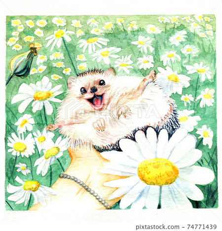 A hedgehog lies in a man's hand and wants to hug everyone A hedgehog lies in a man's hand and wants to hug everyone 74771439