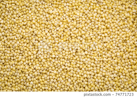 millet grain background millet grain background 74771723