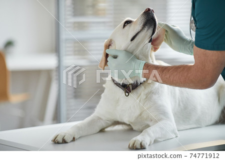 Caring Veterinarian Examining Dog at Vet Clinic 74771912