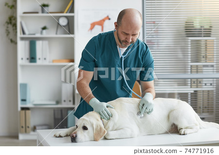 Veterinarian Listening to Breathing during Examination 74771916