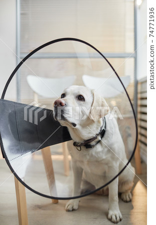 Portrait of Dog Wearing Protective Collar at Vet Clinic Portrait of Dog Wearing Protective Collar at Vet Clinic 74771936
