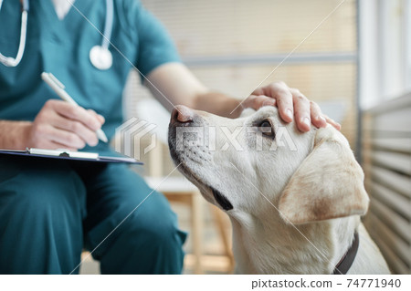 Veterinarian Stroking Dog Close Up 74771940