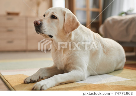 Labrador Dog Lying on Floor at Home 74771968