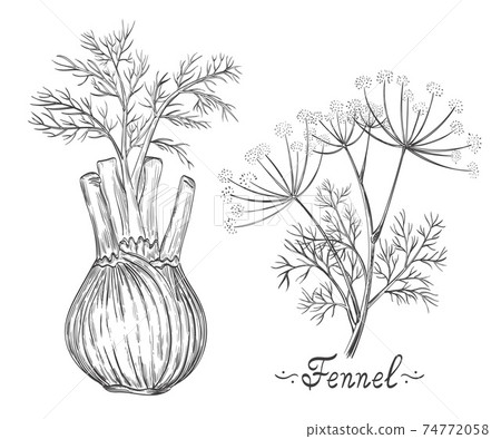 Fennel spice herb root and stem botanical set. Herb bulb. Dill stalk with leaves. Fresh natural healthy vegetarian food. Medical plant. Cooking ingredient for menu. Ink hand drawn sketch vector 74772058