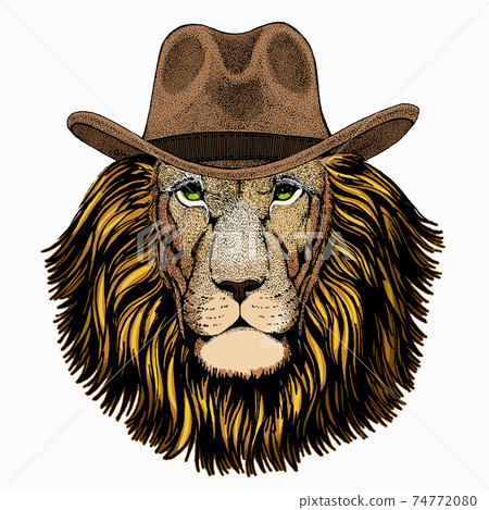 Lion. Portrait of wild lion. Safari animal head. 74772080