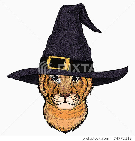 Vector portait of small baby lion head, face. Safari animal. 74772112