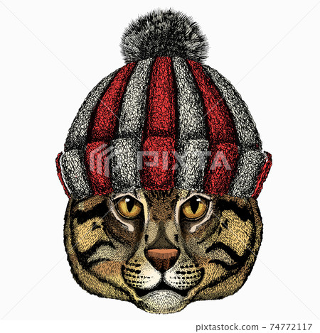 Wild fishing cat portrait. Animal face. Wild fishing cat portrait. Animal face. 74772117