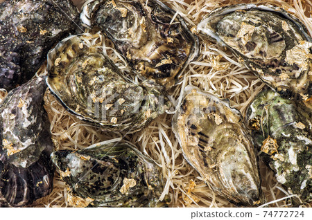 Fresh oysters gold decoration Gourmet seafood 74772724