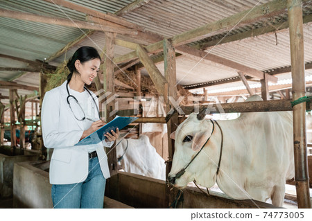 a veterinarian works watching cows and taking notes using a pen and clipboard 74773005