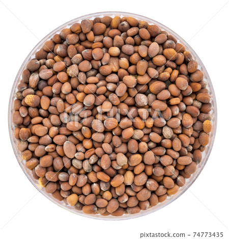 radish sprouting seeds in a Petri dish 74773435