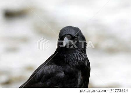 Hermopotus glass Hermopotus glass 74773814