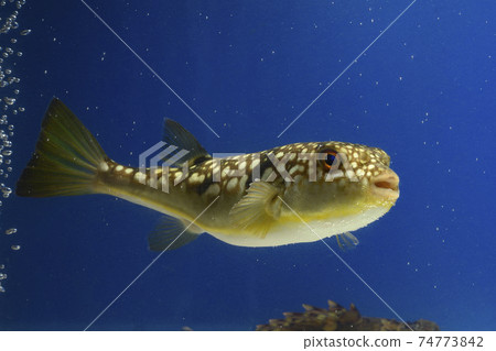 Common puffer fish mafugu puffer fish Common puffer fish mafugu puffer fish 74773842