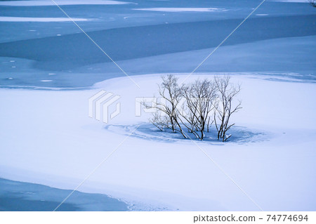 Freezing submerged forest Freezing submerged forest 74774694