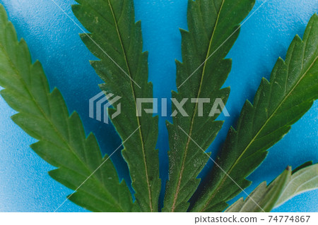 Cannabis indica leaf macro shot on blue background 74774867