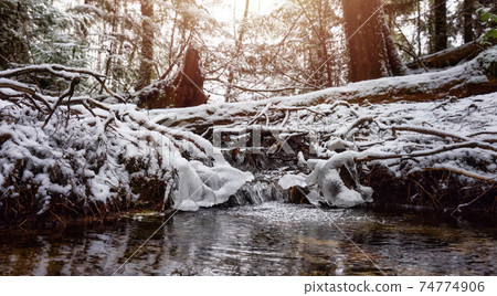 Beautiful Hiking Trail in the Forest 74774906