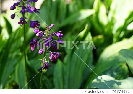 February Sagamihara 87 Onaga Ebine, Orchidaceae, Tropical Garden, Prefectural Sagamihara Park February Sagamihara 87 Onaga Ebine, Orchidaceae, Tropical Garden, Prefectural Sagamihara Park 74774932