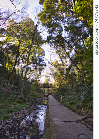 Todoroki谷公園早晨散步步道 Todoroki谷公園早晨散步步道 74775242