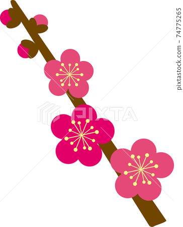 Plum blossom  74775265