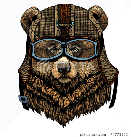 Wild bear portrait. Animal head. Grizzly bear. Wild bear portrait. Animal head. Grizzly bear. 74775332