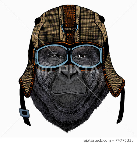 Gorilla head. Vector illustration. Wild animal portrait. 74775333