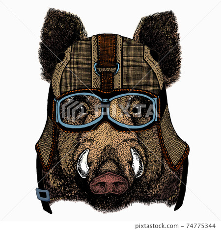 Wild boar, hog, pig. Animal head, portrait Wild boar, hog, pig. Animal head, portrait 74775344