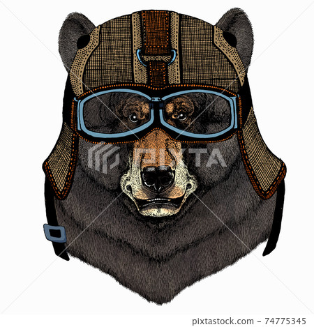Bear wild animal face. Grizzly cute brown bear head portrait. Bear wild animal face. Grizzly cute brown bear head portrait. 74775345