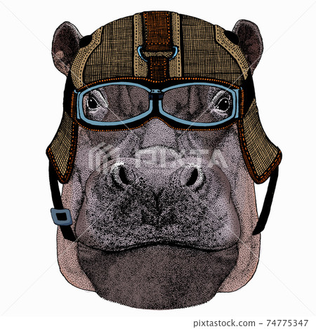 Hippo, hippopotamus portrait. Head of wild animal. Hippo, hippopotamus portrait. Head of wild animal. 74775347