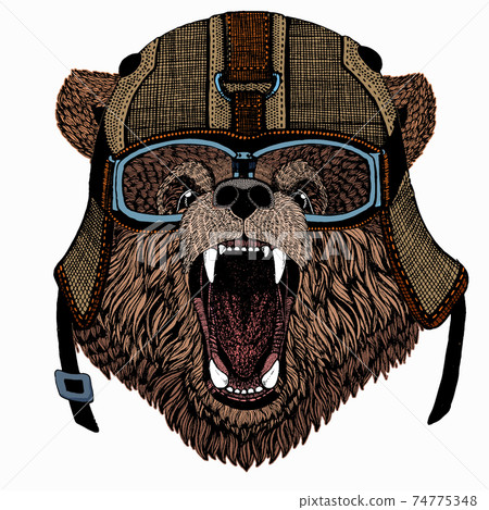 Bear wild animal face. Grizzly cute brown bear head portrait. Bear wild animal face. Grizzly cute brown bear head portrait. 74775348