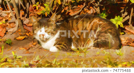 A turtle cat, with a white chest, rests  on the soil in a park, near shrubbery. 74775488
