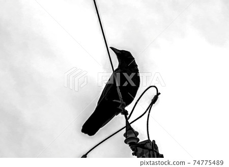 Black crow, against the backdrop of a white sky, that looks to, or stares at, something to its right 74775489