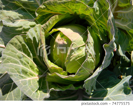 Cabbage of the field Cabbage of the field 74775575