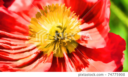 Bright yellow stamen of an open poppy flower's red petals 74775908