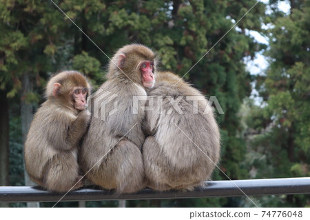 New Year's Monkey_Mt. Takasaki 74776048