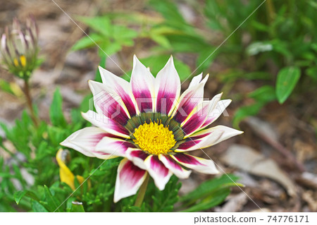 七彩雜色菊鮮花 74776171