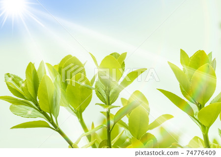 新鮮的green_young葉子和光的形象 74776409