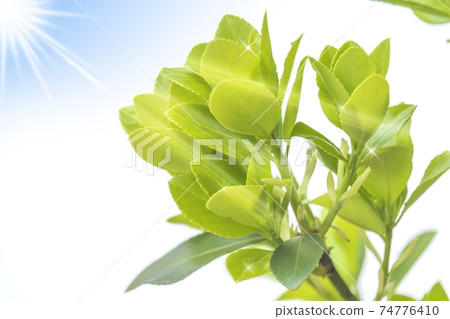 新鮮的green_young葉子和光的形象 74776410