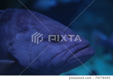 奇異生物Qu 奇異生物Qu 74776495
