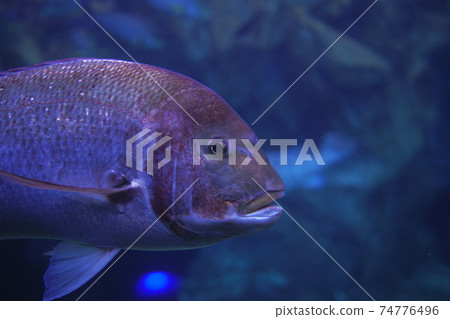 神奇的動物,紅鯛魚 神奇的動物,紅鯛魚 74776496
