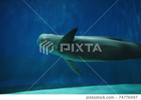 神奇的動物無鰭海豚 神奇的動物無鰭海豚 74776497