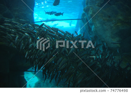 神奇的沙丁魚群 神奇的沙丁魚群 74776498